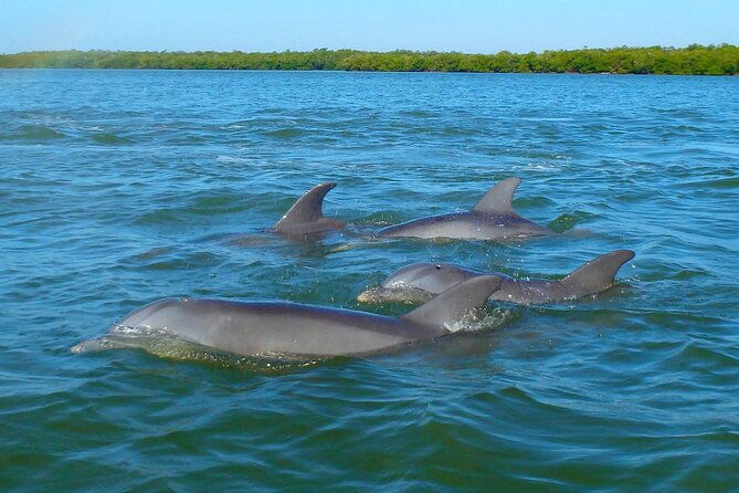 sunset-kayaking-with-dolphins-2