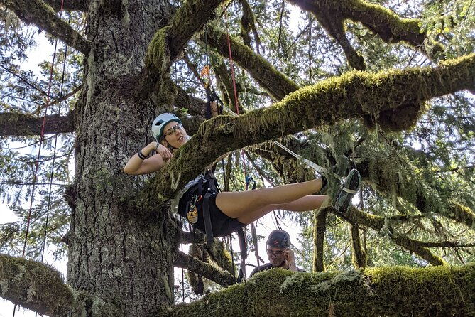 sunset-tree-climb-at-silver-falls-state-park