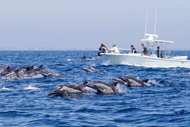 supreme-2hr-whale-dolphin-watching-newport-beach-6-person-max