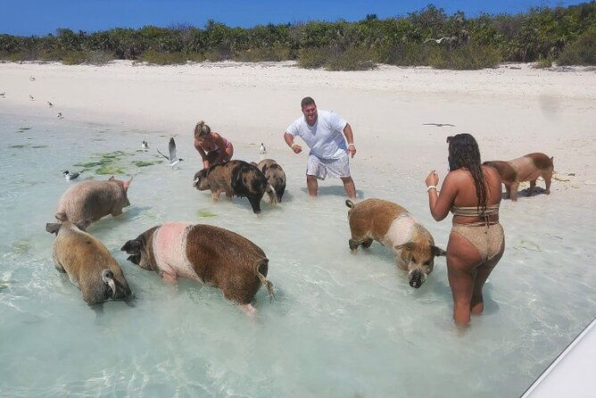 swim-with-the-pigs-and-explore-caves-in-nassau