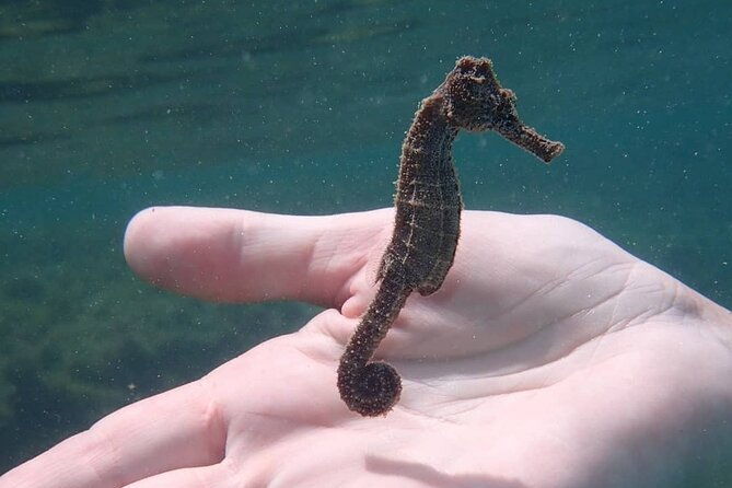 swim-with-turtles