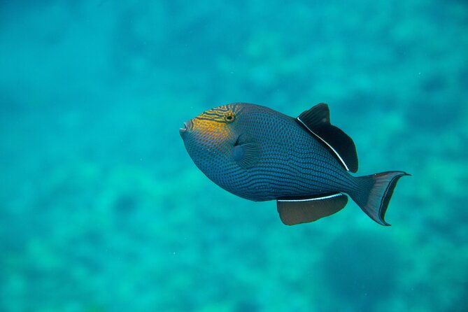 the-best-maui-3-hour-molokini-and-turtle-town-snorkel-2