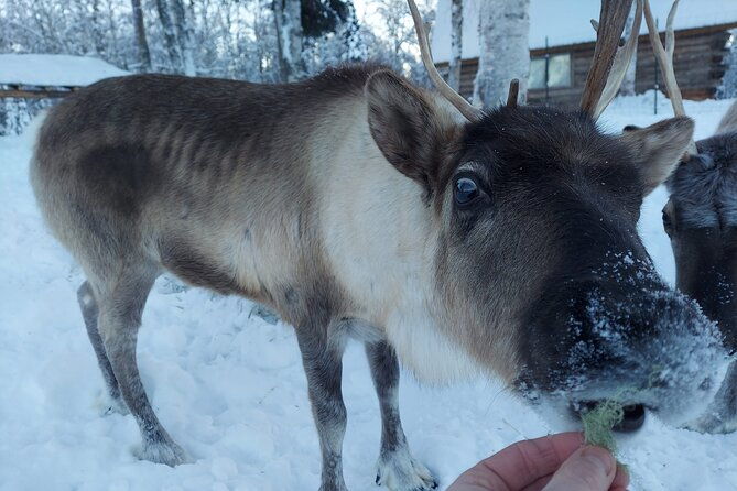 the-reindeer-grove-homestead-tour-and-forage