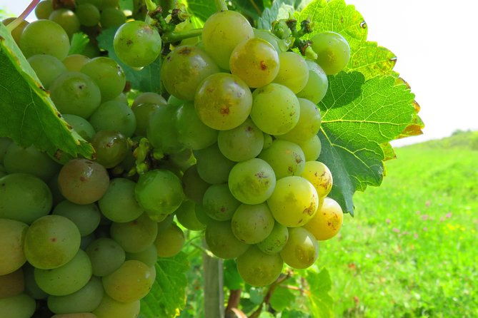 the-wine-route-by-bike
