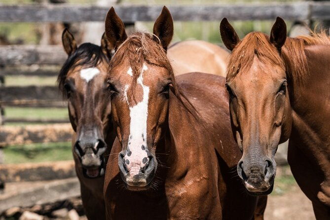 three-days-tour-in-a-traditional-ranch-estancia-la-pilona