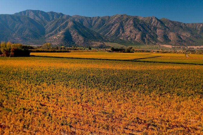 traditional-wine-tour-in-vina-cousino-macul-official-english
