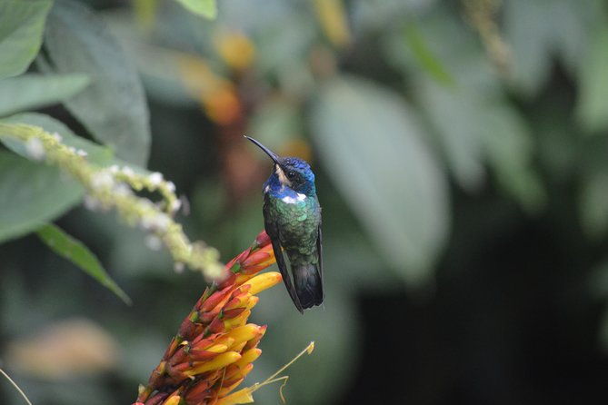 trinidad-nature-and-asa-wright-center-full-day-tour-from-port-of-spain