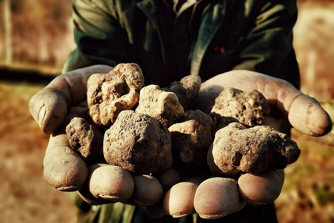 truffle-hunting-and-cheese-truffle-wine-tasting-near-alba