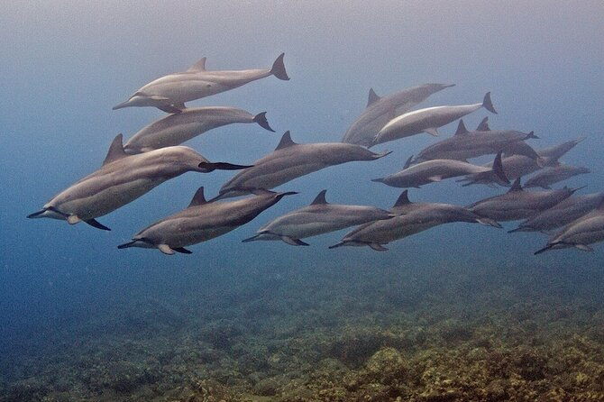 try-scuba-diving-in-kauai-from-a-boat-for-non-certified-divers