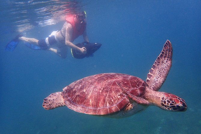turtle-beach-power-snorkeling-adventure