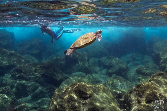 turtle-gardens-west-maui-snorkel-tour