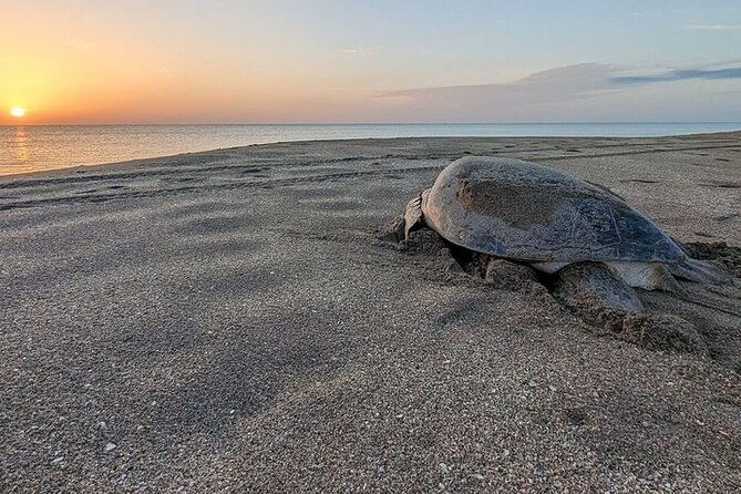 turtle-tour-2