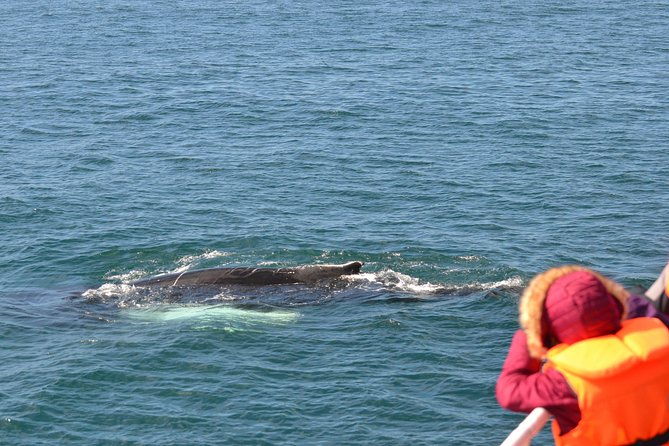 two-in-one-whale-puffin-watching-tours-from-reykjavik