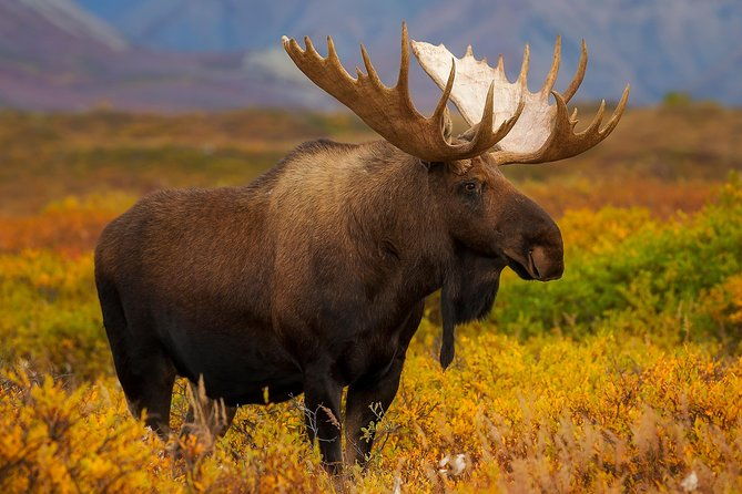 ultimate-alaskan-adventure-ocean-wildlife-to-interior-wilderness-9-day-8-nights