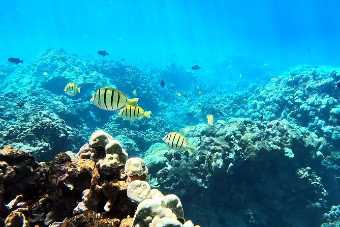 unlimited-guided-snorkeling-tour-for-beginners-plus