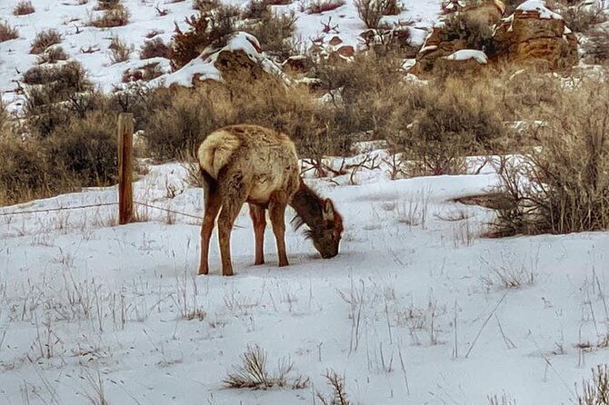 vip-private-north-yellowstone-national-park-winter-excursion