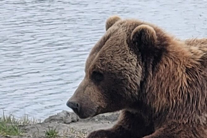 vip-tour-from-anchorage-to-alaska-wildlife-conservation-center-2