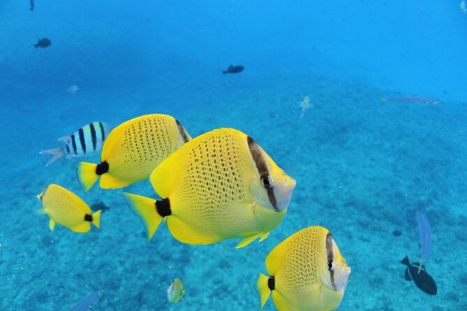 waikiki-turtle-canyon-snorkeling-with-lunch-and-hula-show
