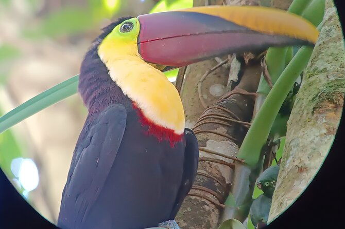 walk-and-sighting-of-flora-and-fauna-in-manuel-antonio