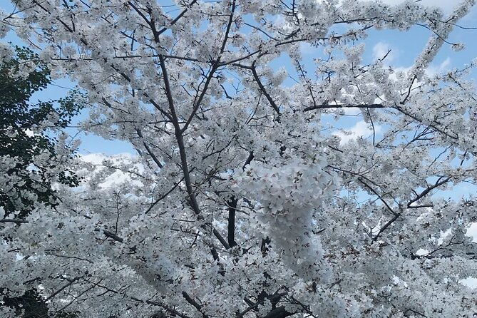 washington-d-c-cherry-blossom-1-day-tour-from-new-york
