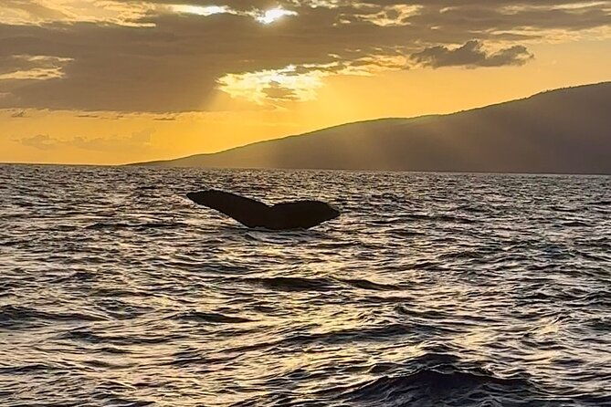 west-maui-sunset-whale-watch