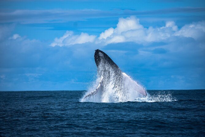whale-and-dolphin-tour-july-october-20