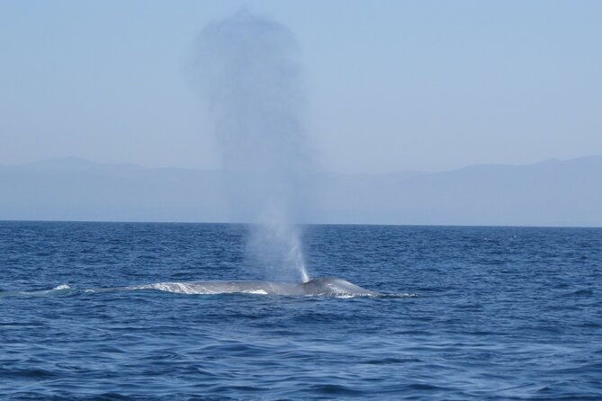 whale-and-dolphin-watching-in-san-diego