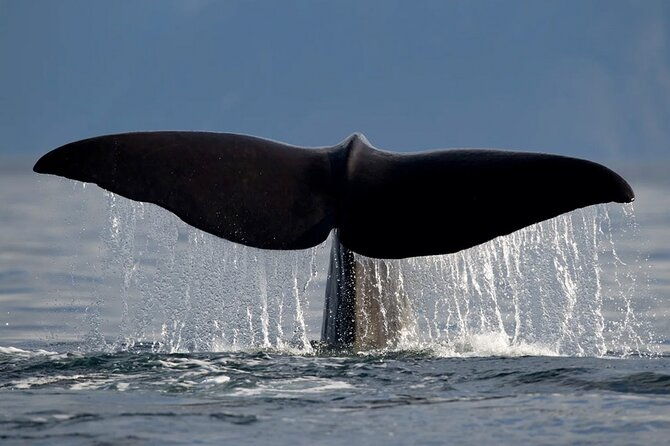 whale-safari-in-tromso