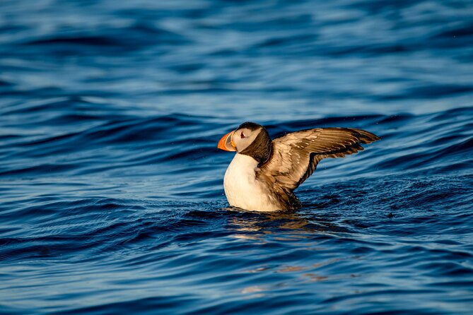 whale-safari-with-puffins-and-muffins-andoy-vesteralen