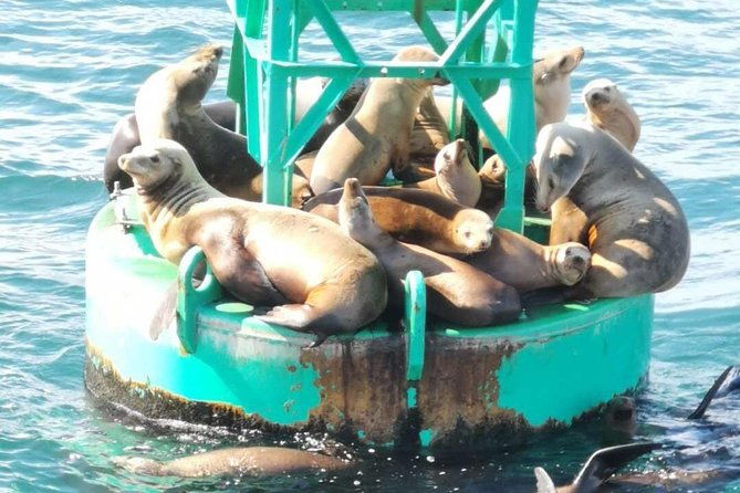 whale-watching-and-fishing-combination-excursions