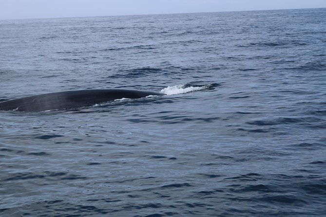 whale-watching-and-jeep-tour