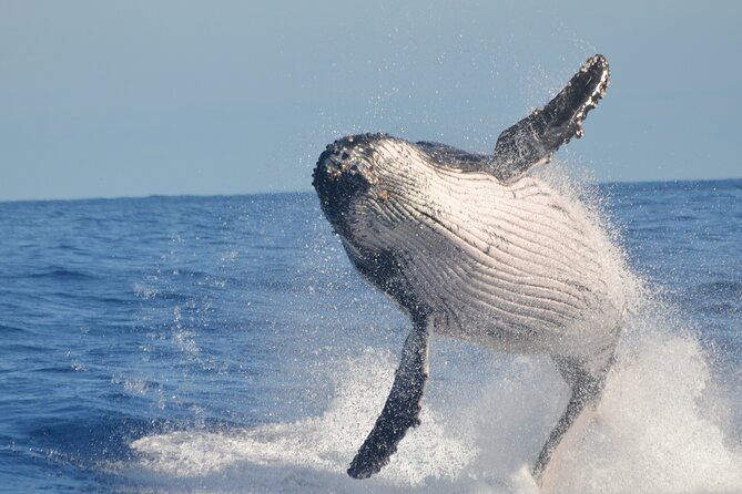 whale-watching-cayo-levantado-and-limon-waterfall-in-samana