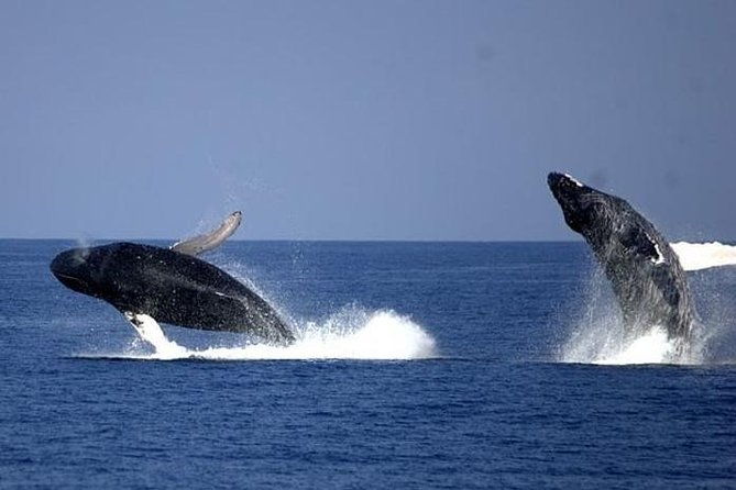 whale-watching-cruise-from-newport-beach