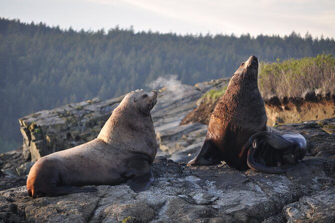 whale-watching-deception-pass-tour-from-seattle