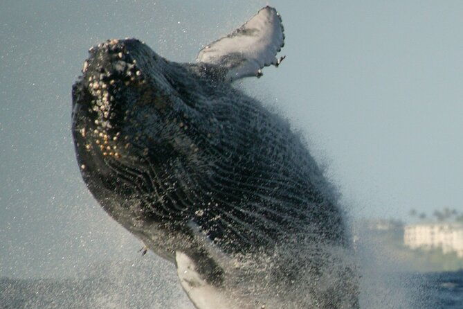 whale-watching-expedition-on-kauai