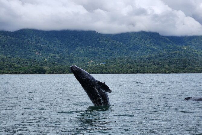 whale-watching-experience-marino-ballena-national-park