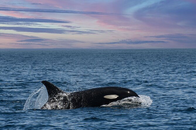 whale-watching-monterey-bay-semi-private-limited-to-6-people-max