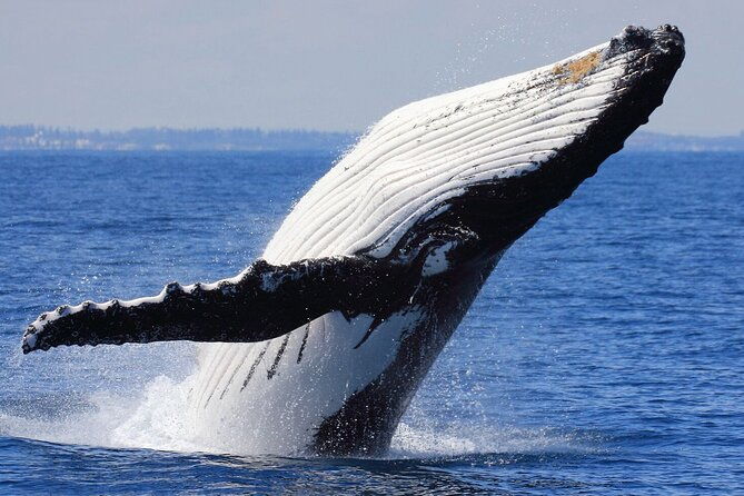 whale-watching-tour-with-la-farola-bacardi-island