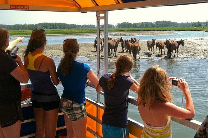 wild-pony-watching-boat-tour-from-chincoteague-to-assateague-2