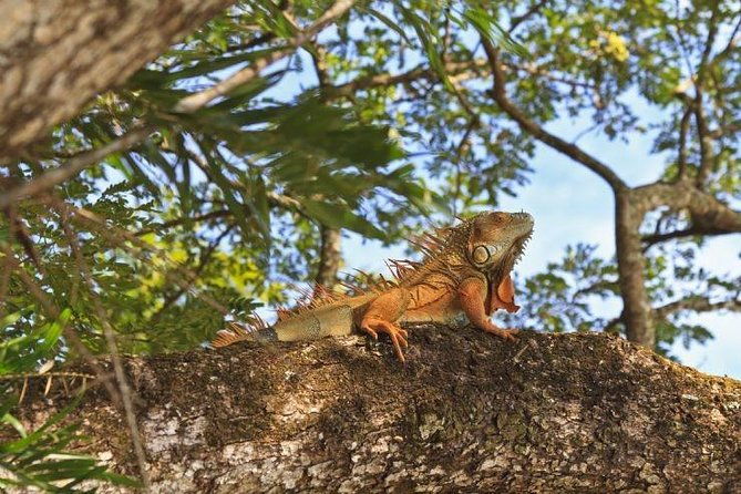 wildlife-river-boat-safari-cultural-experience