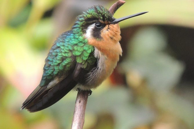 wildlife-safari-boat-tenorio-excellent-bird-watching-tour