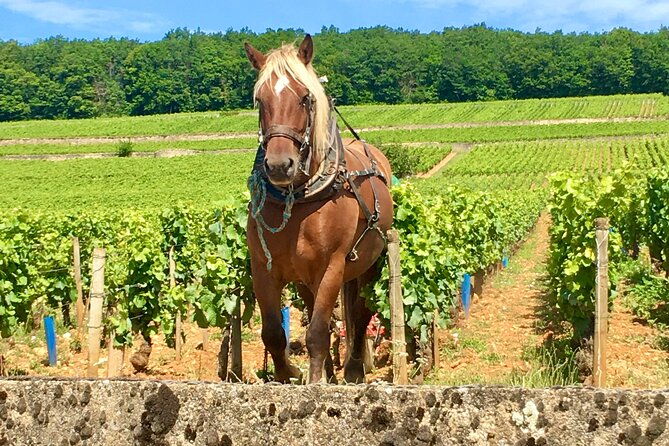 wine-tour-and-tasting-in-burgundy