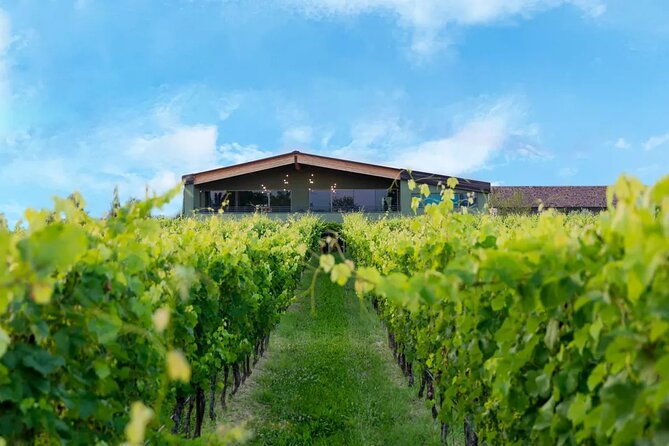 wine-tour-and-tasting-of-lugana-wines-in-desenzano