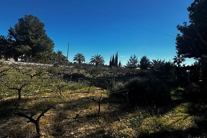 winery-and-wine-tasting-tour-elche-in-van-with-tapas-half-day
