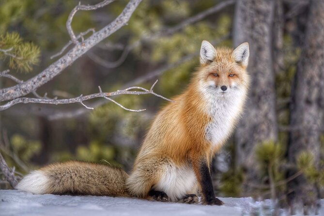 yellowstone-and-grand-teton-national-parks-wildlife-adventure-2-day-1-night