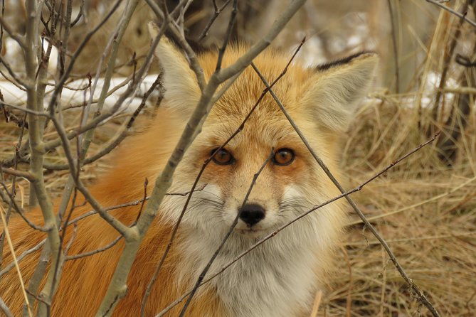 yellowstone-grand-teton-national-parks-ultimate-wildlife-safari