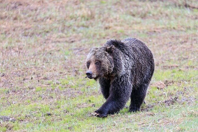 yellowstone-grand-teton-natl-parks-day-tour-private-tour