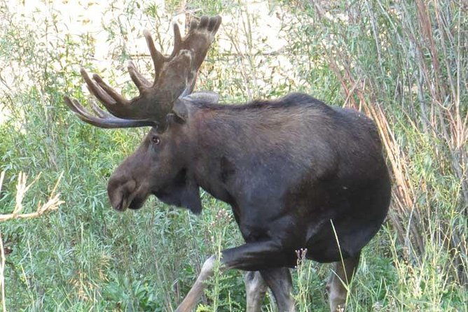 yellowstone-national-park-private-full-day-lower-loop-tour-from-jackson-hole-2