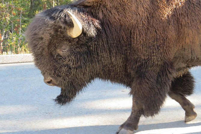 yellowstone-national-park-private-full-day-lower-loop-tour-from-w-yellowstone