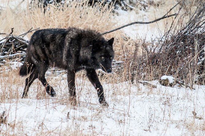yellowstone-private-lower-loop-adventure-with-lunch